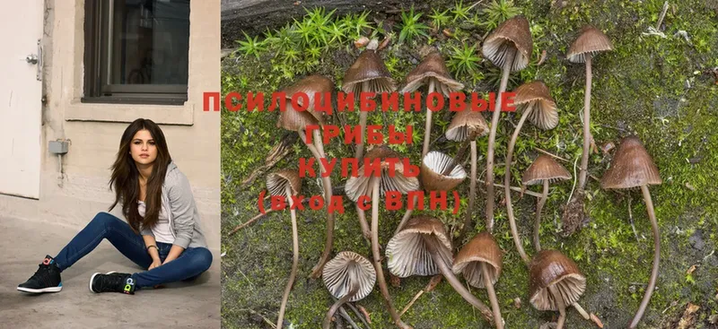 Псилоцибиновые грибы Psilocybe  Вичуга 